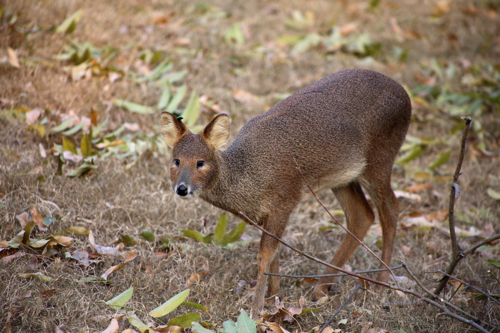 Water Deer (Hydropotes inermis)
