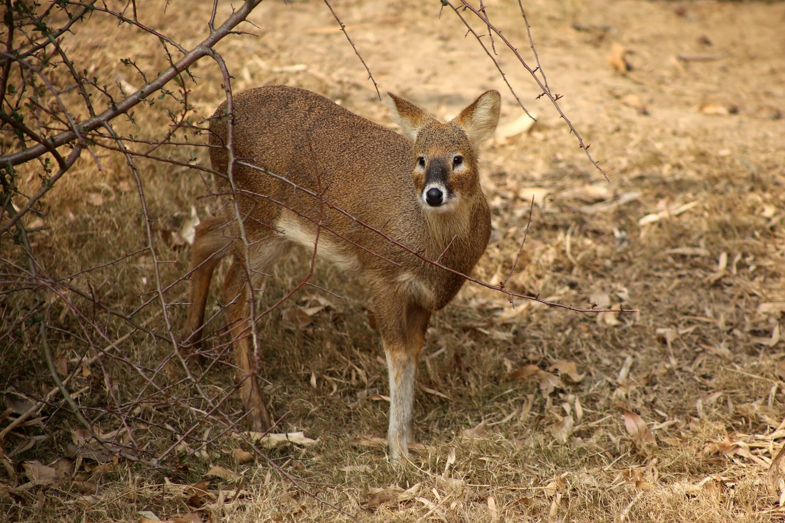 Water Deer (Hydropotes inermis)