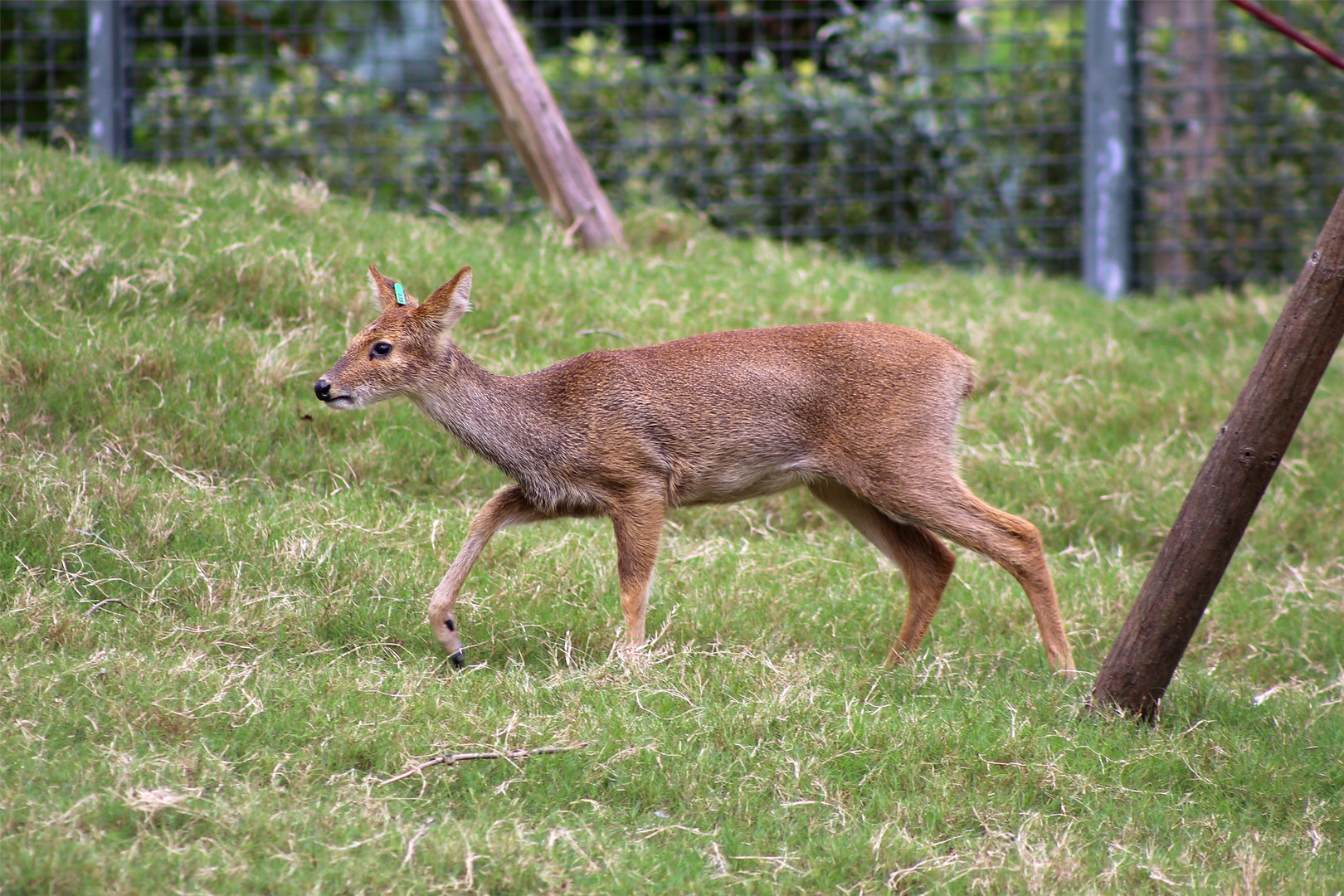 Water Deer (Hydropotes inermis)