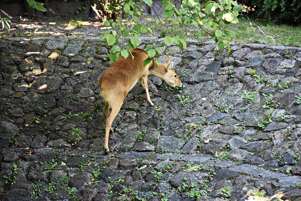Water deer