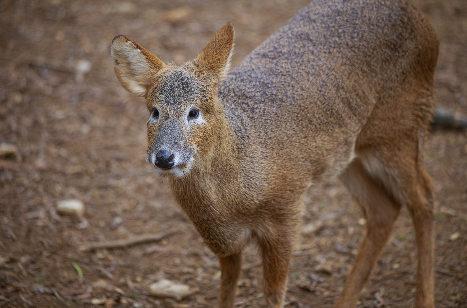 Water deer