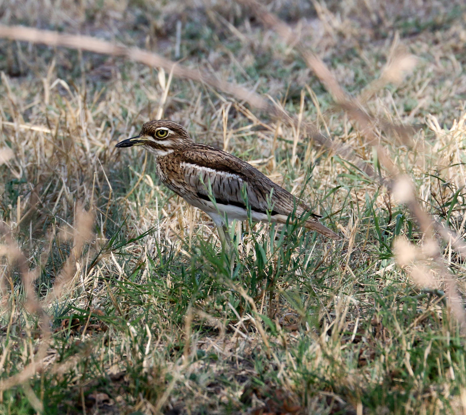 Water Dikkop (aka Thick-knee or Stone-Curlew)