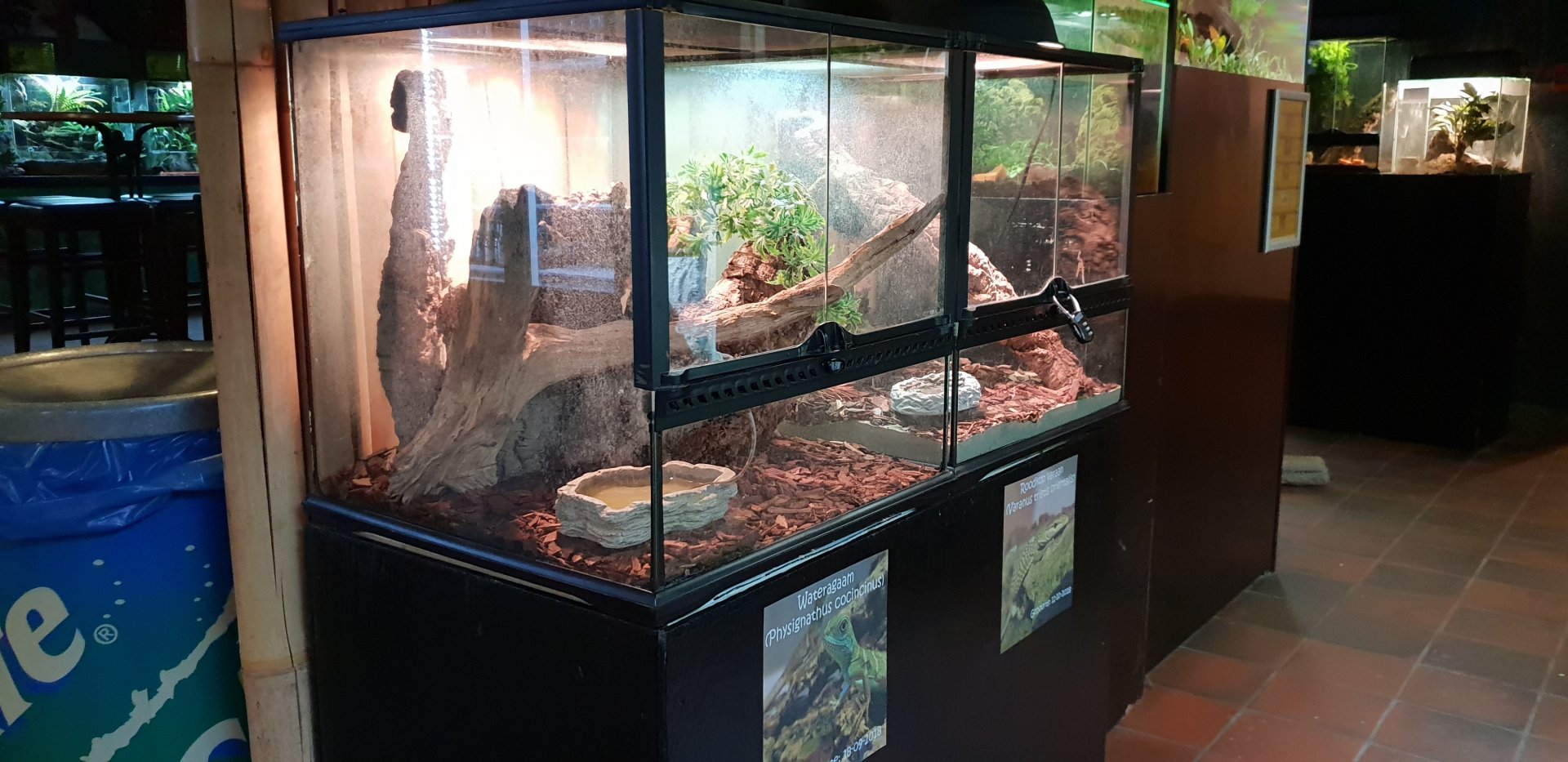Water dragon and monitor raising-enclosures