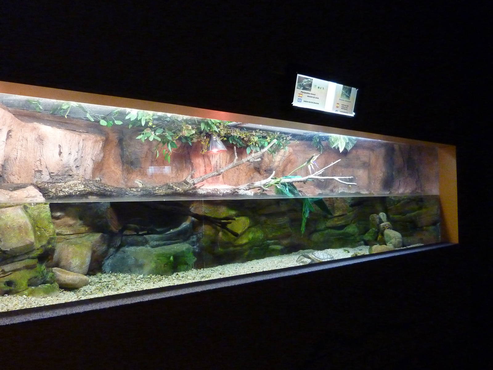 Water dragon and snake-necked turtle enclosure, 10th April 2012