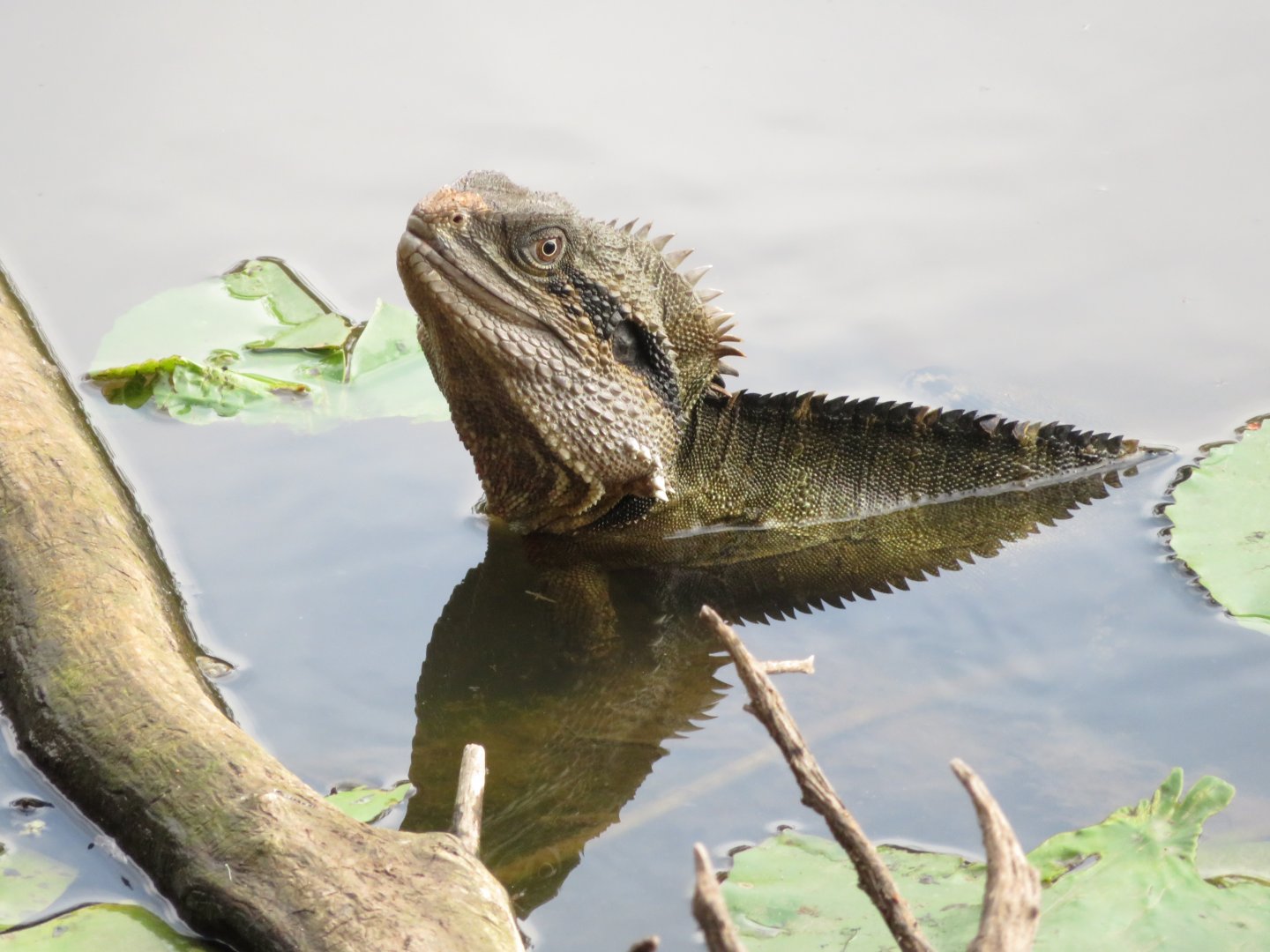 Water Dragon at Underwood Park, Queensland