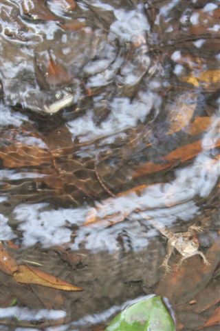 Water Dragon Baby with Turtle
