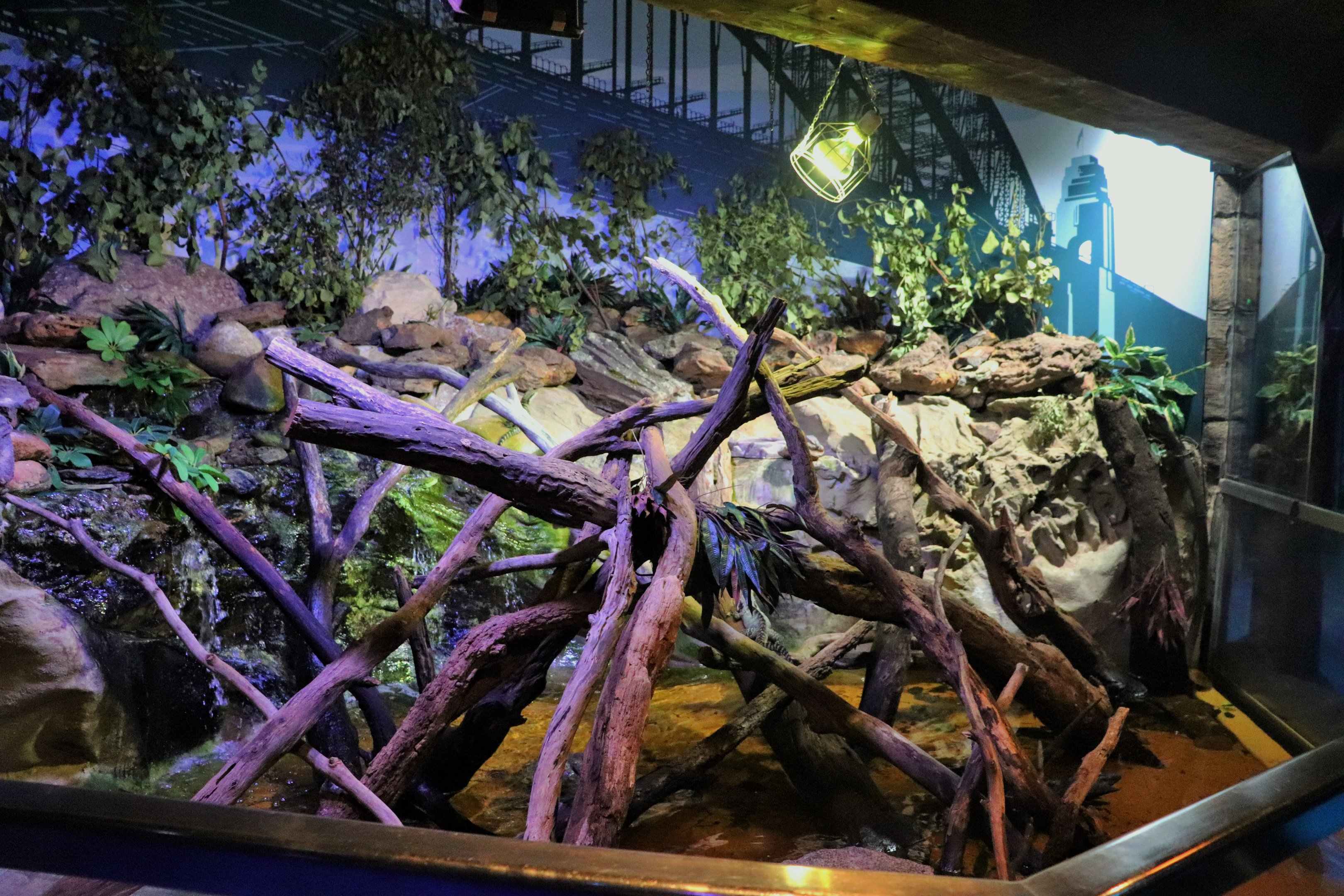 Water Dragon Enclosure
