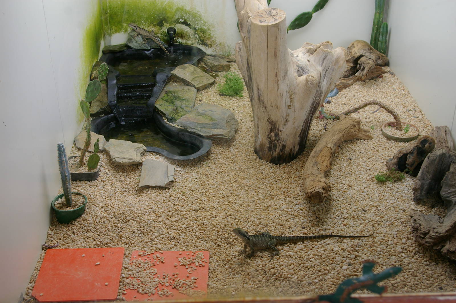 water dragon enclosure