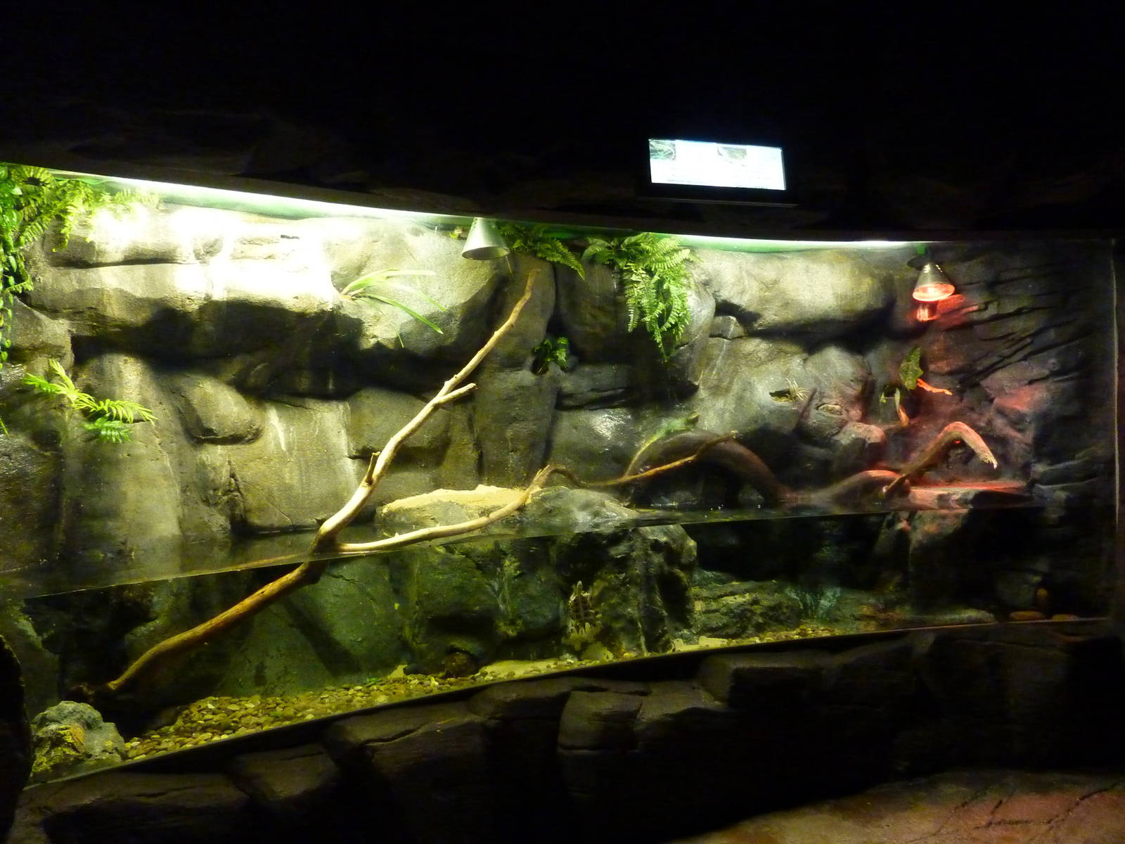 Water dragon & turtle exhibit, 10th April 2012