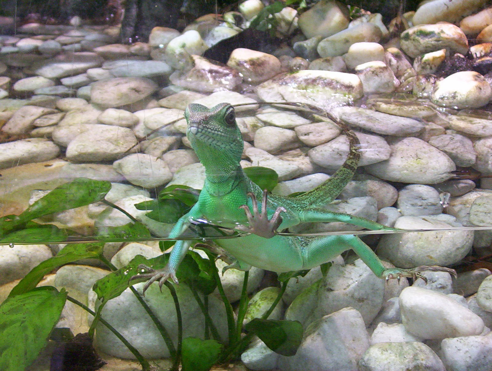 Water Dragon