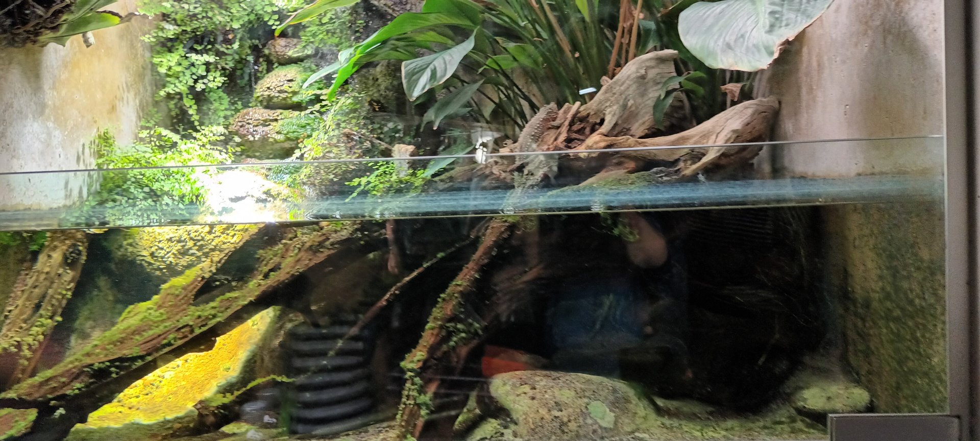 Water Dragons Palaudarium