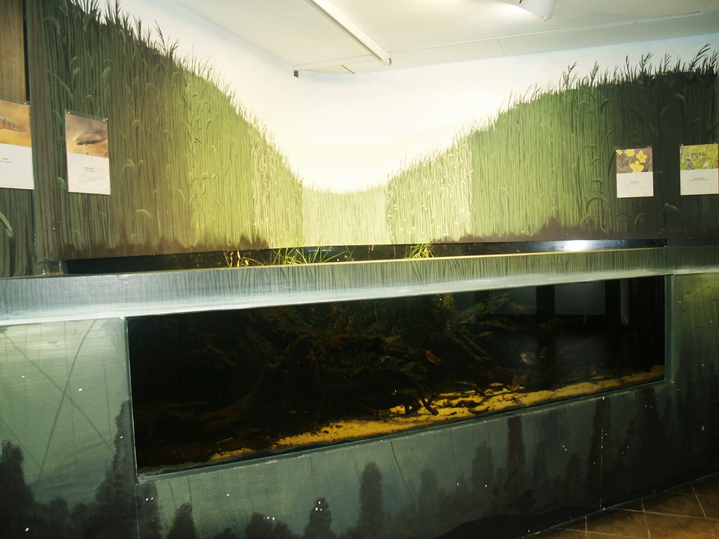 Water Factory - Native species fish tank, 2008-03-01