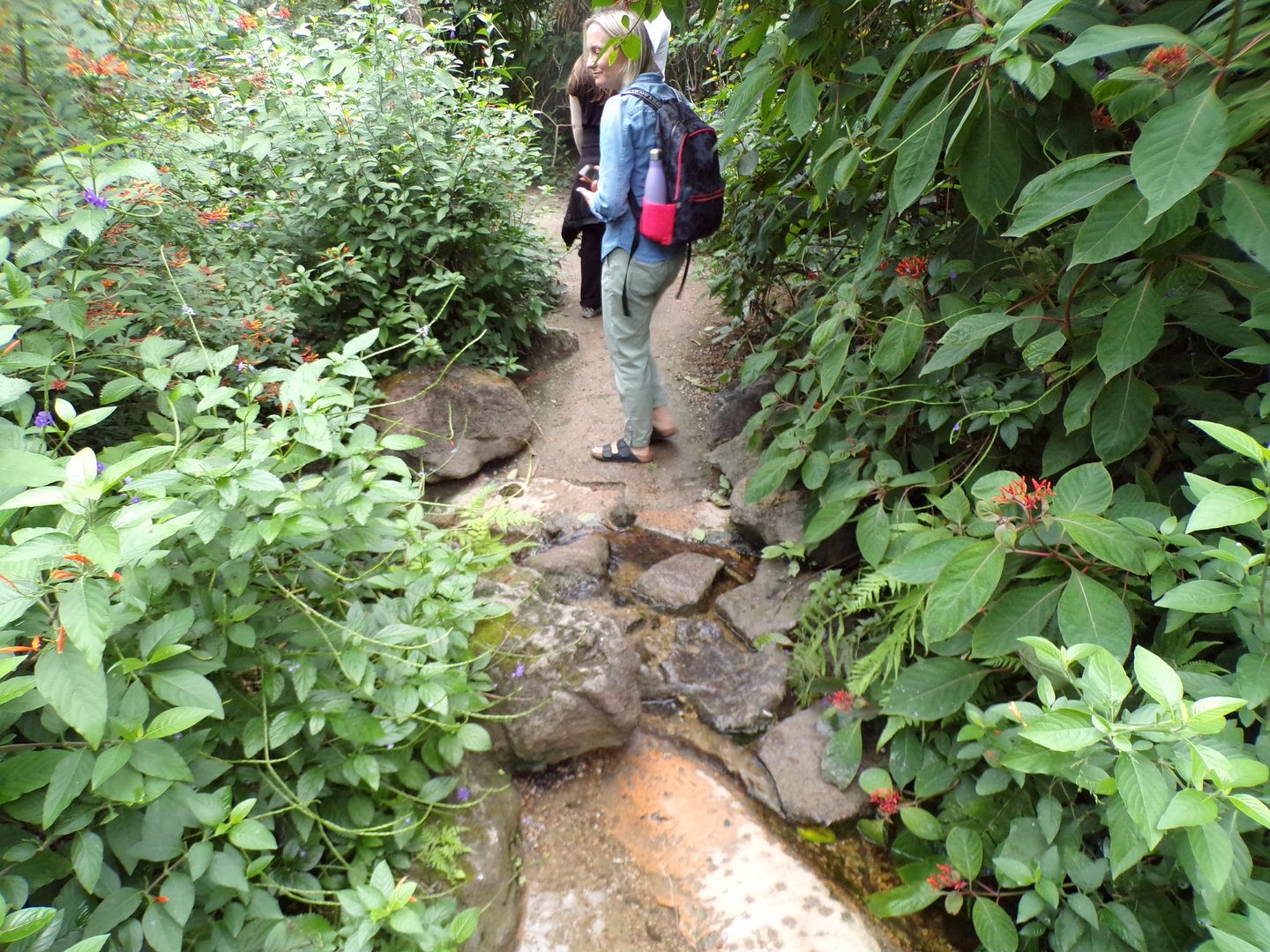 Water feature in the Mangrove 6.7.23