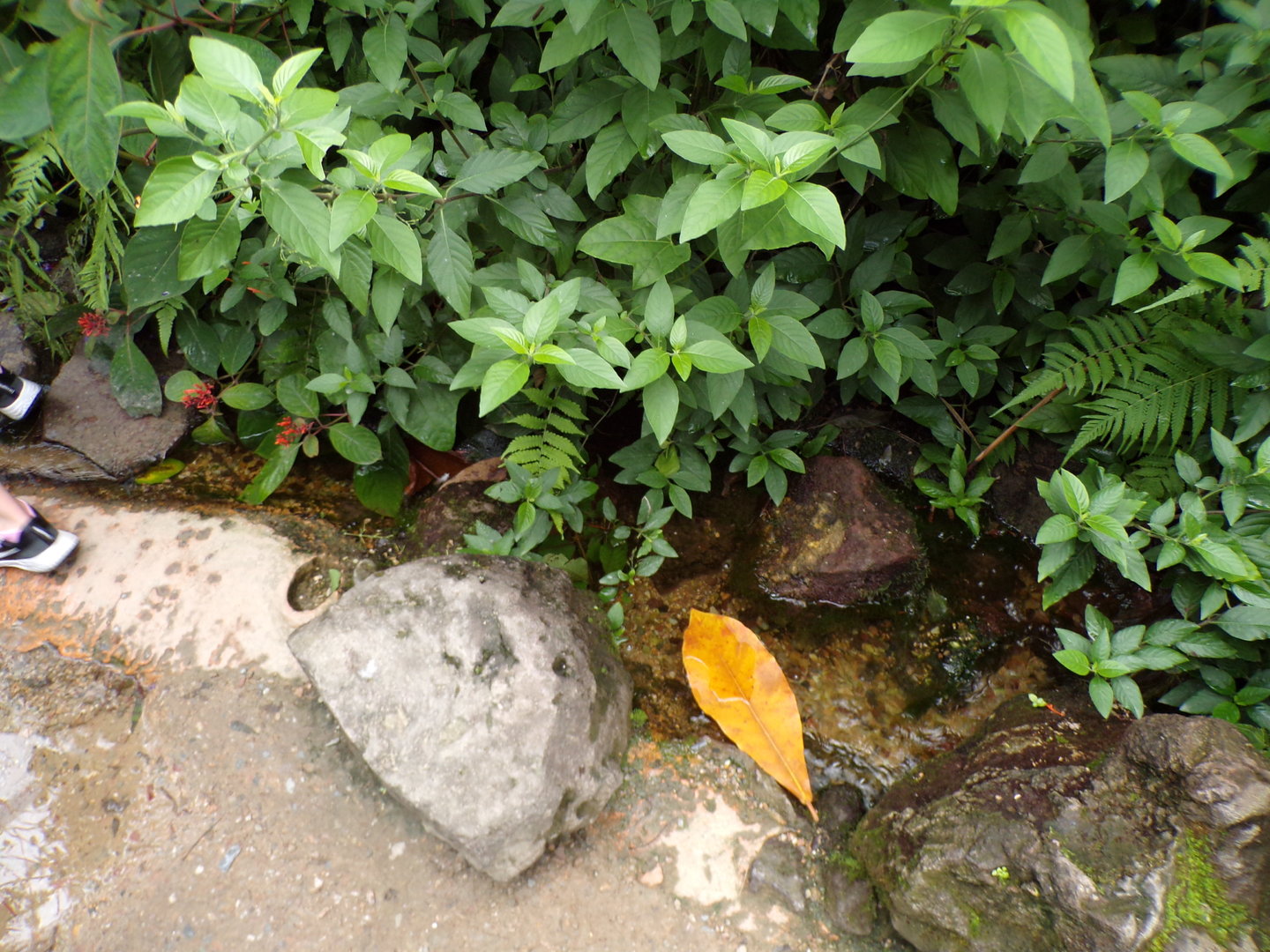 Water feature in the Mangrove 6.7.23