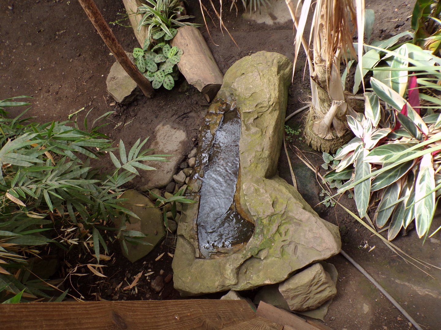 Water feature in the sloth house 17.7.23