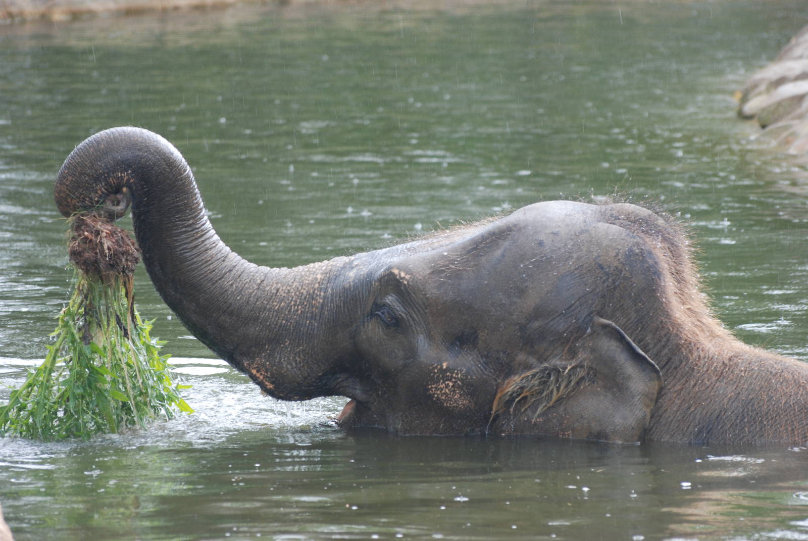 Water Gardening, Asian Elephant-Style at Twycross, 18/06/11