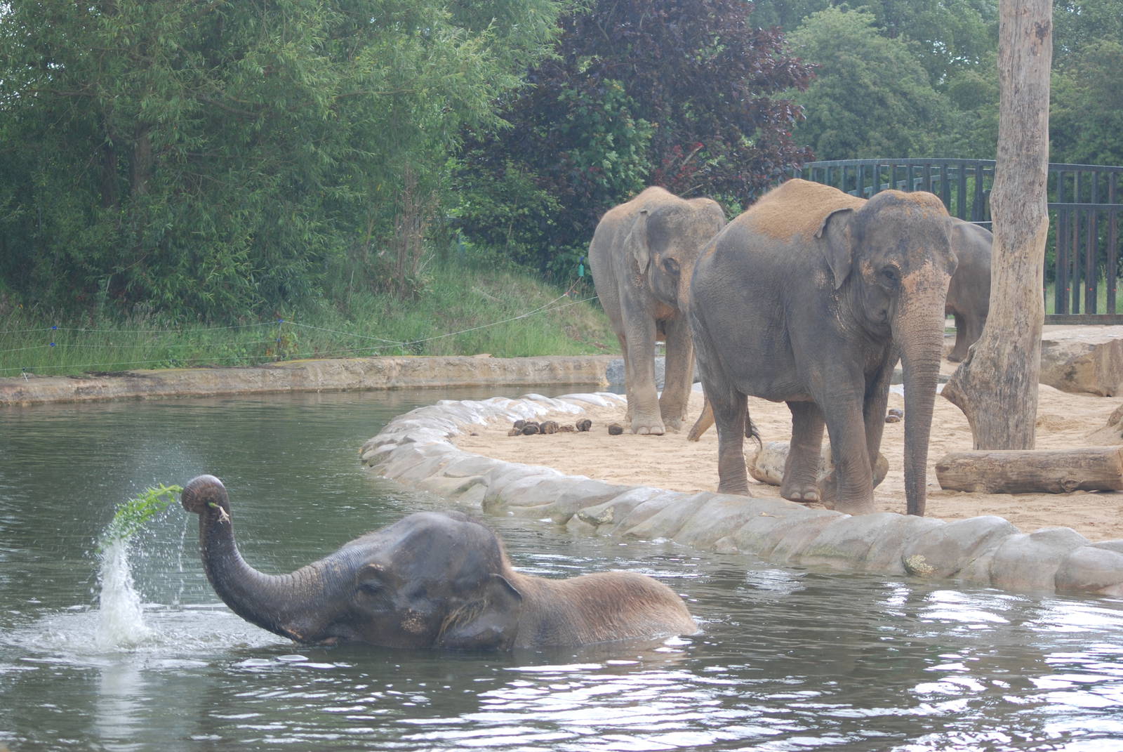 Water Gardening, Asian Elephant-Style at Twycross, 18/06/11