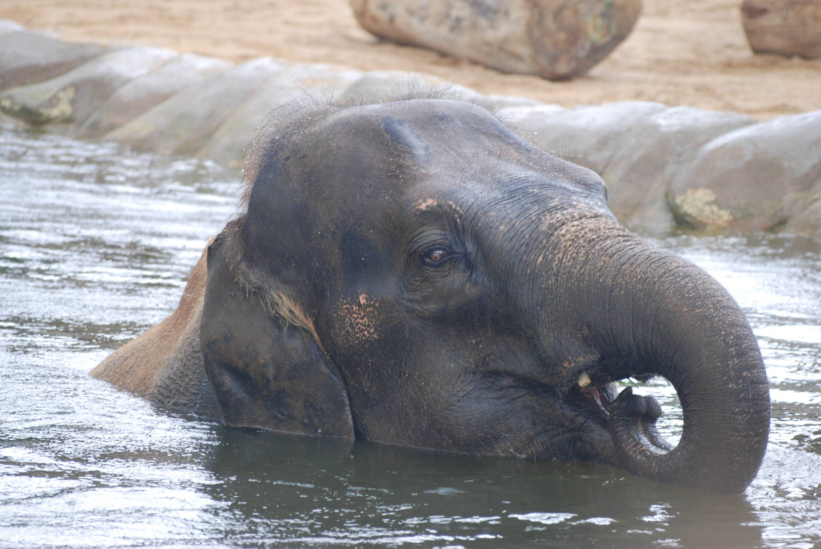 Water Gardening, Asian Elephant-Style at Twycross, 18/06/11