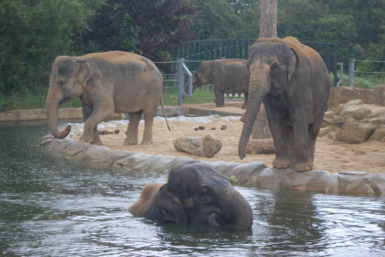 Water Gardening, Asian Elephant-Style at Twycross, 18/06/11