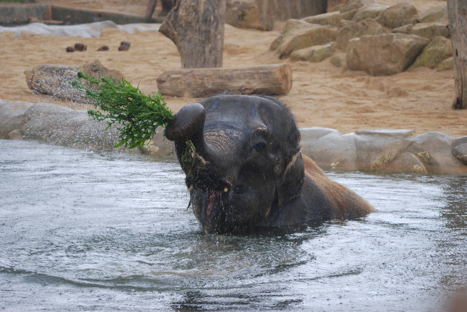 Water Gardening, Asian Elephant-Style at Twycross, 18/06/11