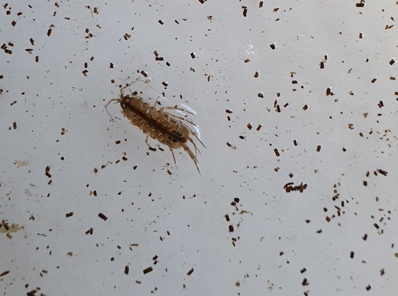 Water hoglouse - Asellus aquaticus