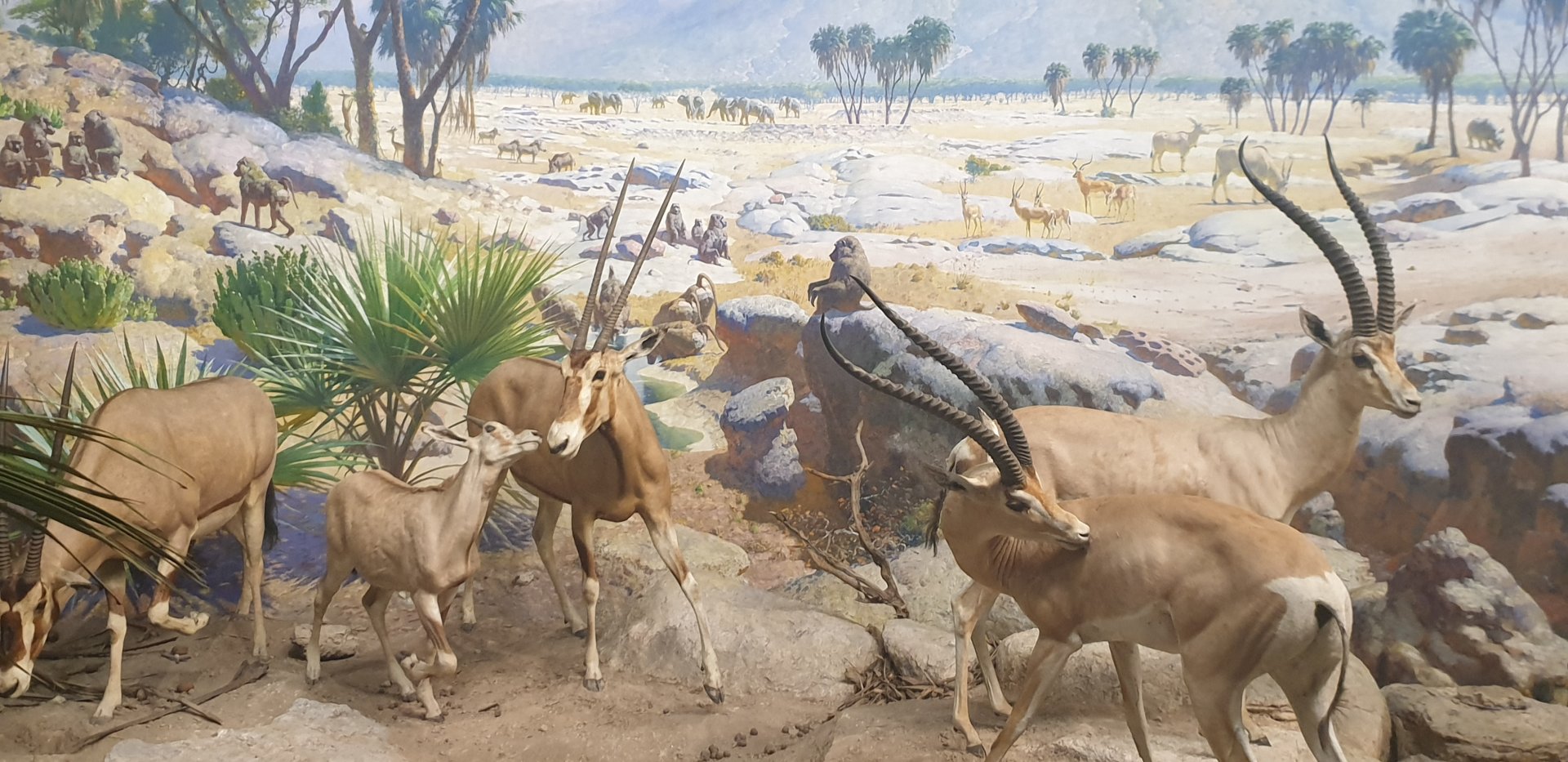 Water Hole,  Beisa oryx & Northern Grant's gazelle ( Listed as a Rainey's gazelle )