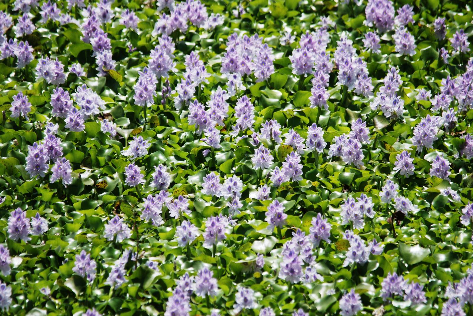 Water Hyacinth at Ziway, 13/10/14