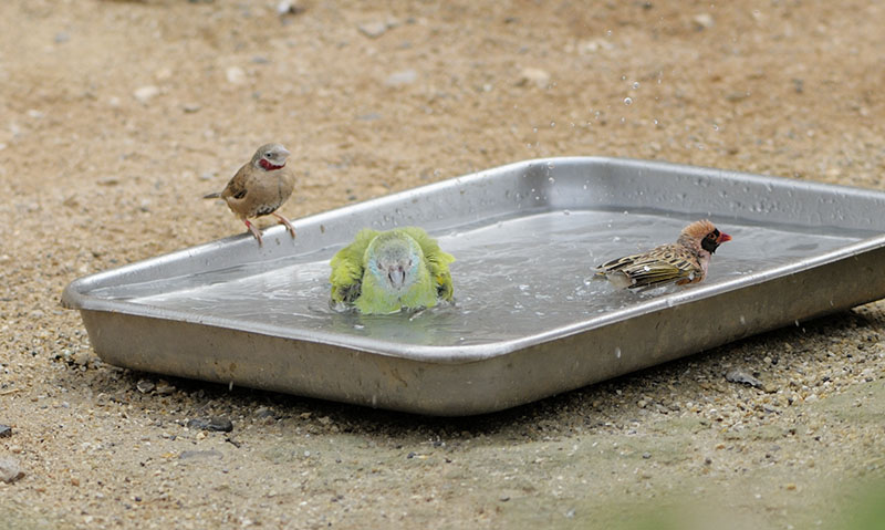 Water in the Desert House