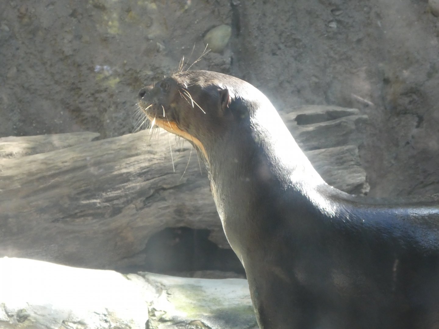 Water is Life - Giant Otter