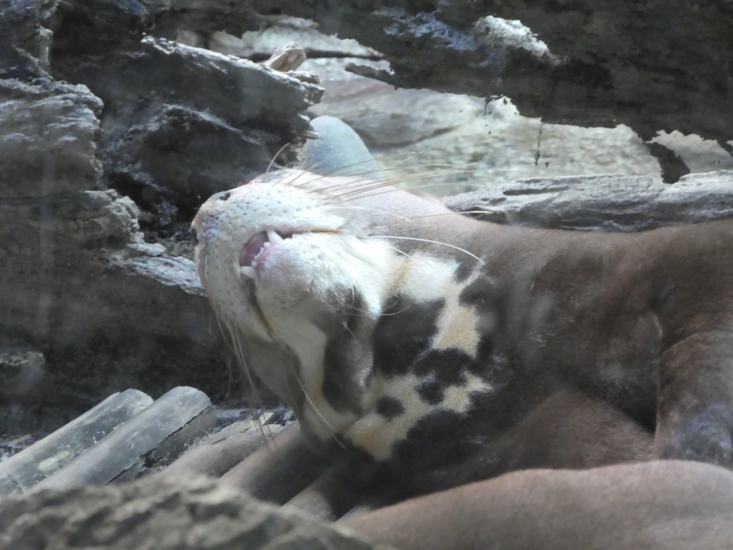 Water is Life - Giant Otter