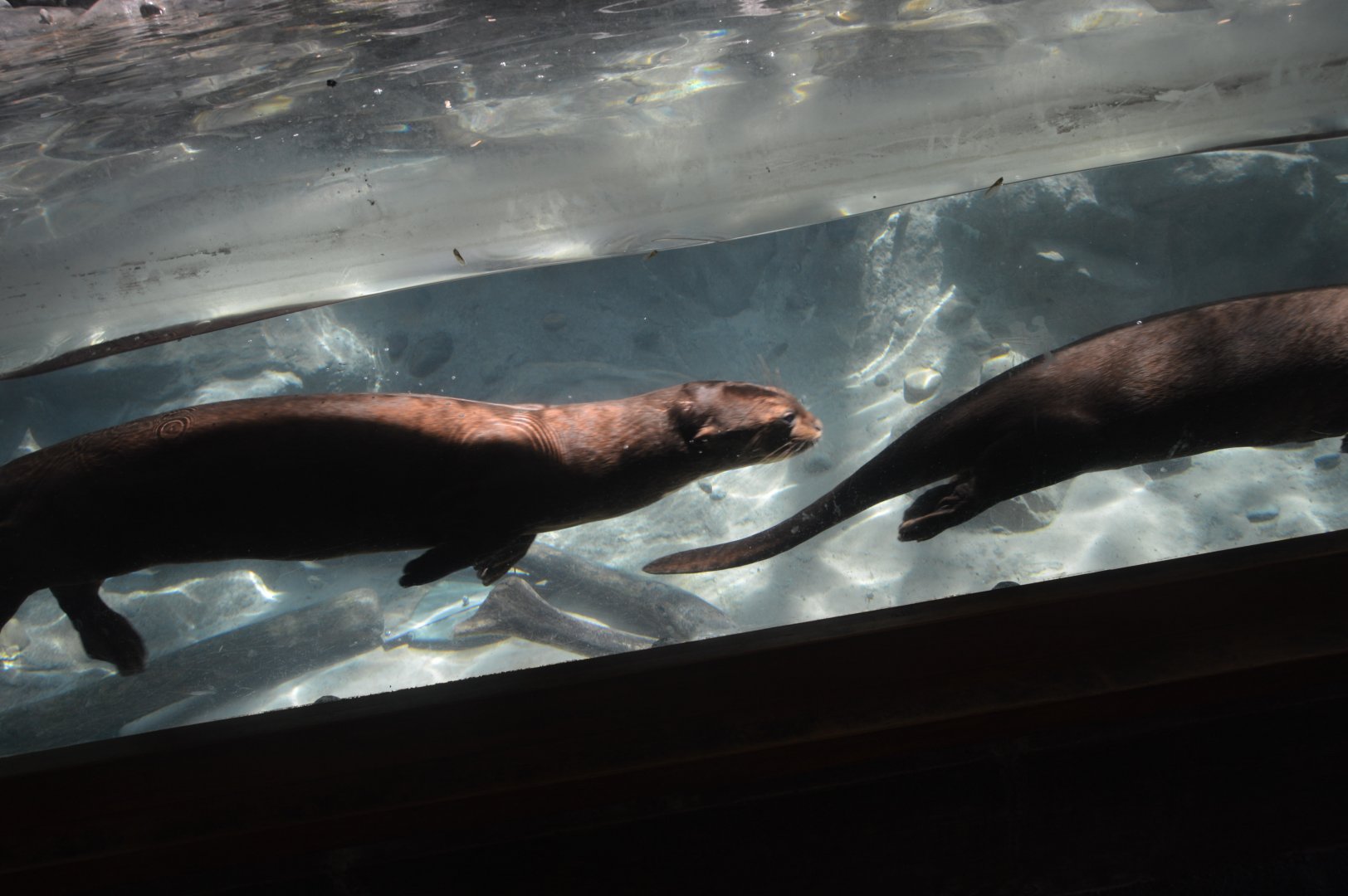 Water is Life - Giant Otters (Pteronura brasiliensis)