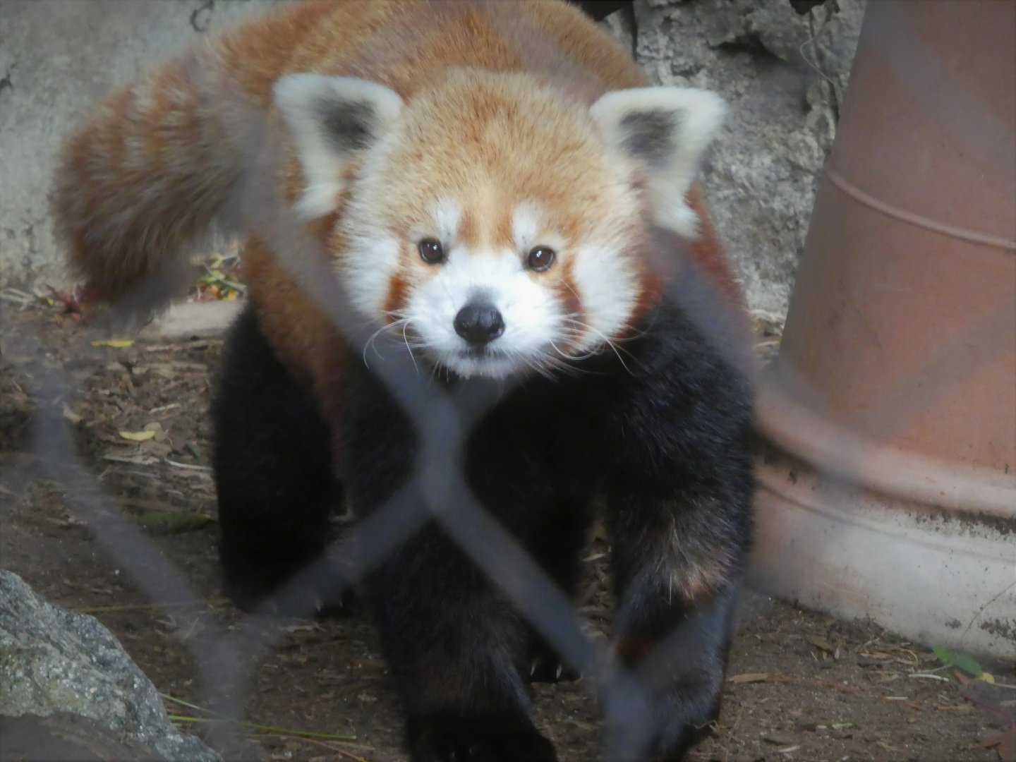 Water is Life - Himalayan Red Panda