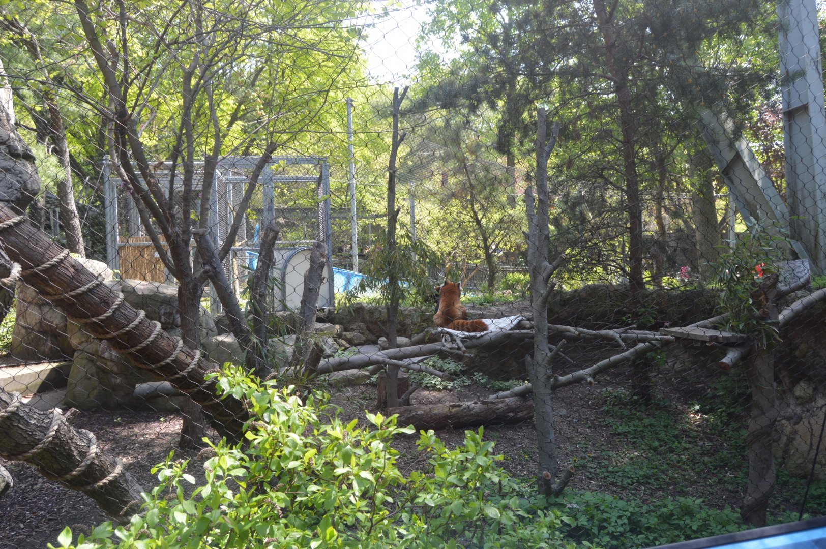 Water is Life - Red Panda (Ailurus fulgens)