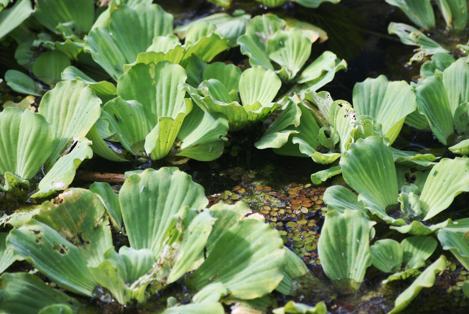 Water Lettuce, Corkscrew Swamp Sanctuary, October 2013