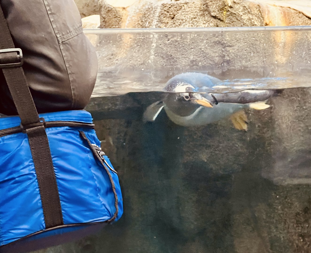 Water-level view of Penguins