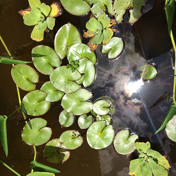 Water Lilies