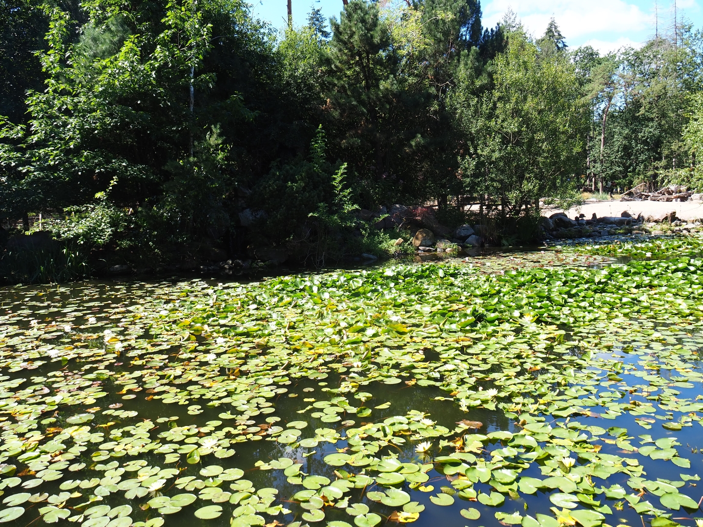 Water-lily covered pond near the savanna paddock
