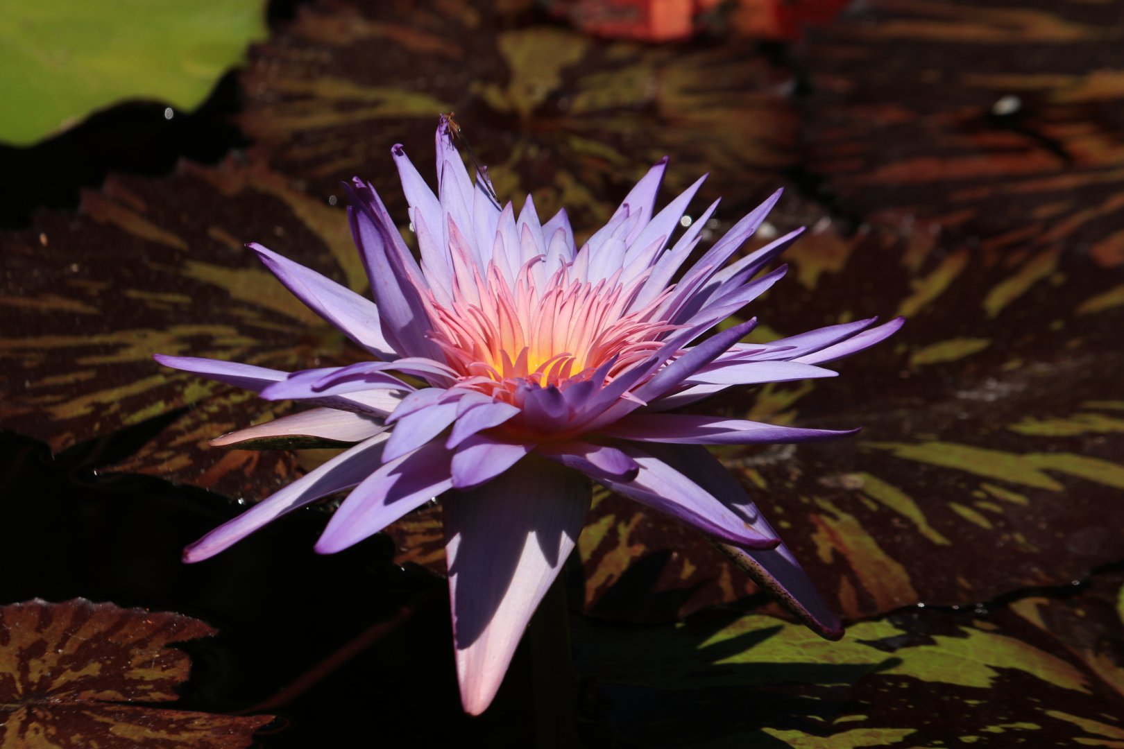 Water lily (June 2019)