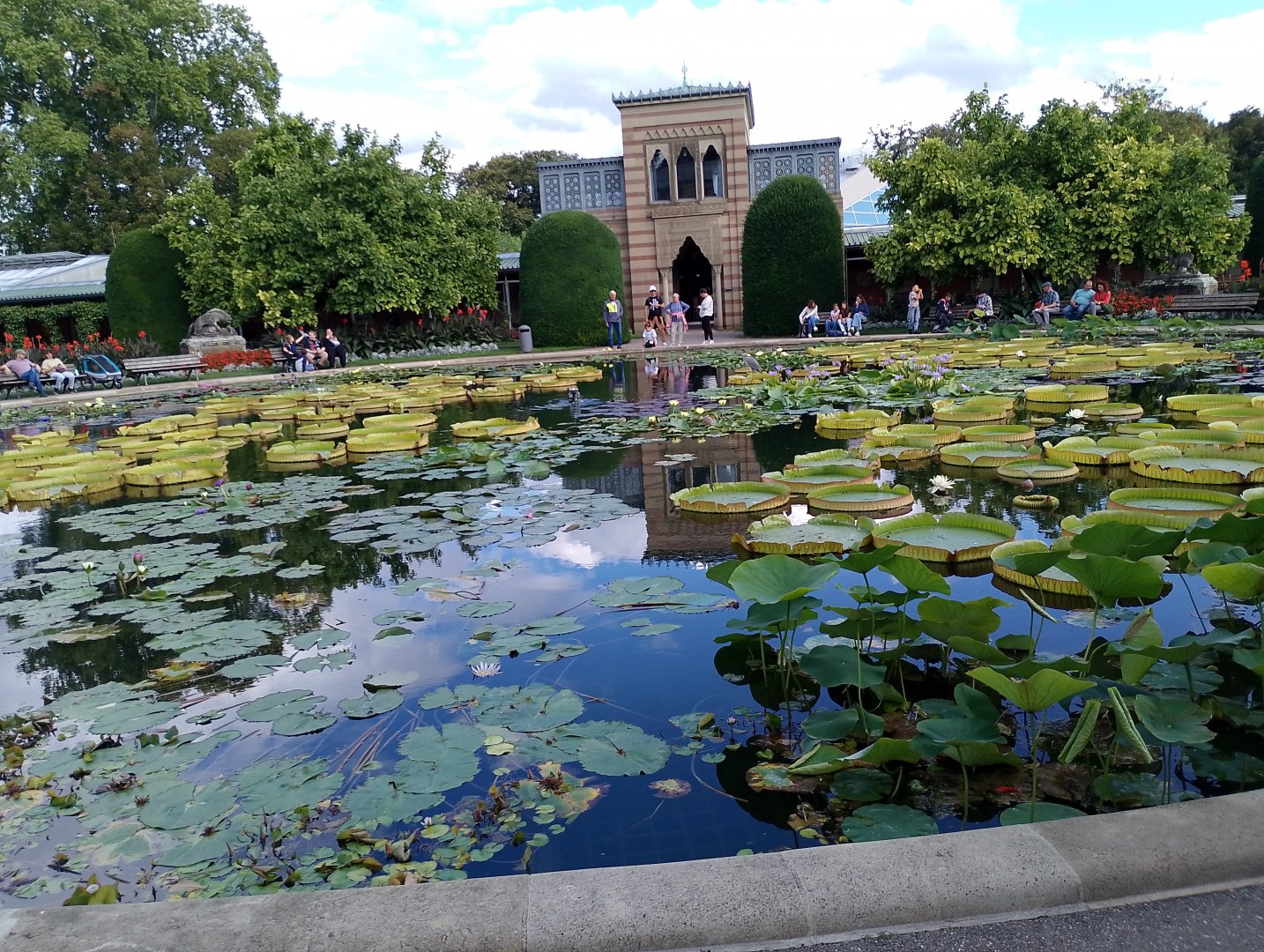 Water lily pond