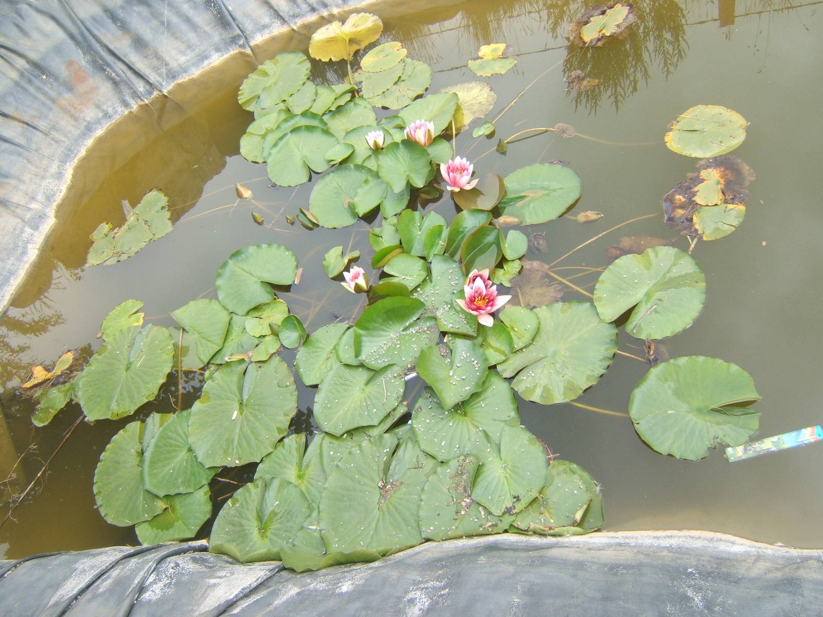 water Lily