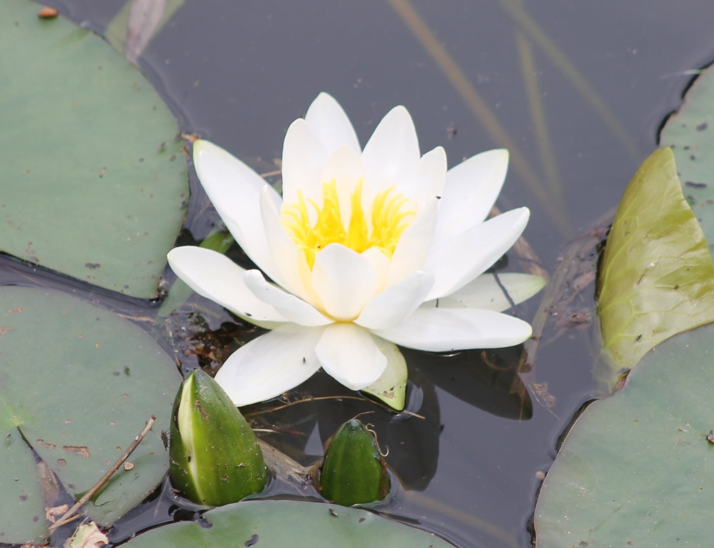 Water lily