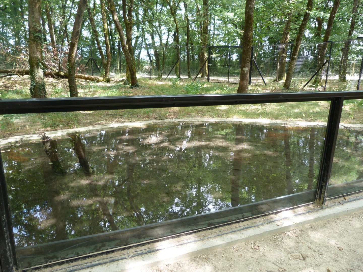 Water moat in wildcat exhibit -Zoodyssée (2025)