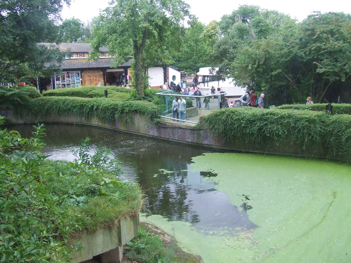 Water moat of the Asiatic Lion exhibit