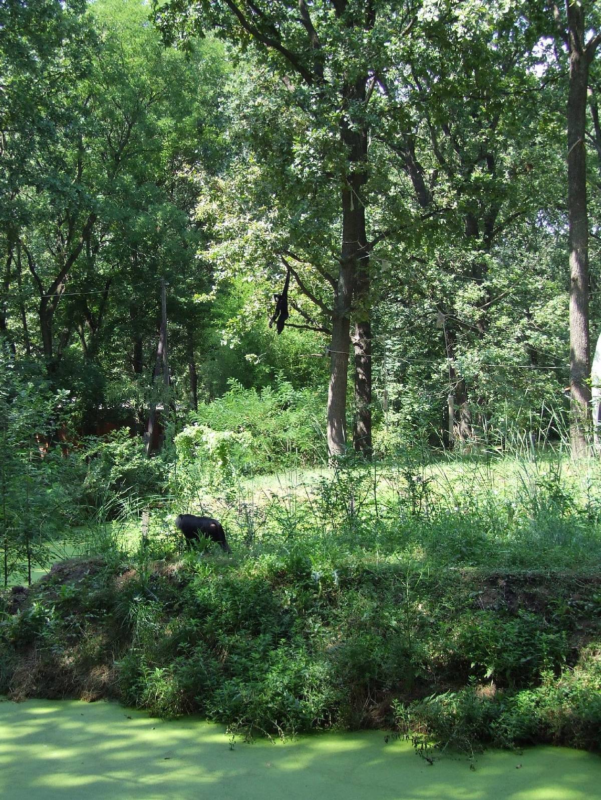 Water-moated primate enclosures @ Szeged Zoo, Hungary