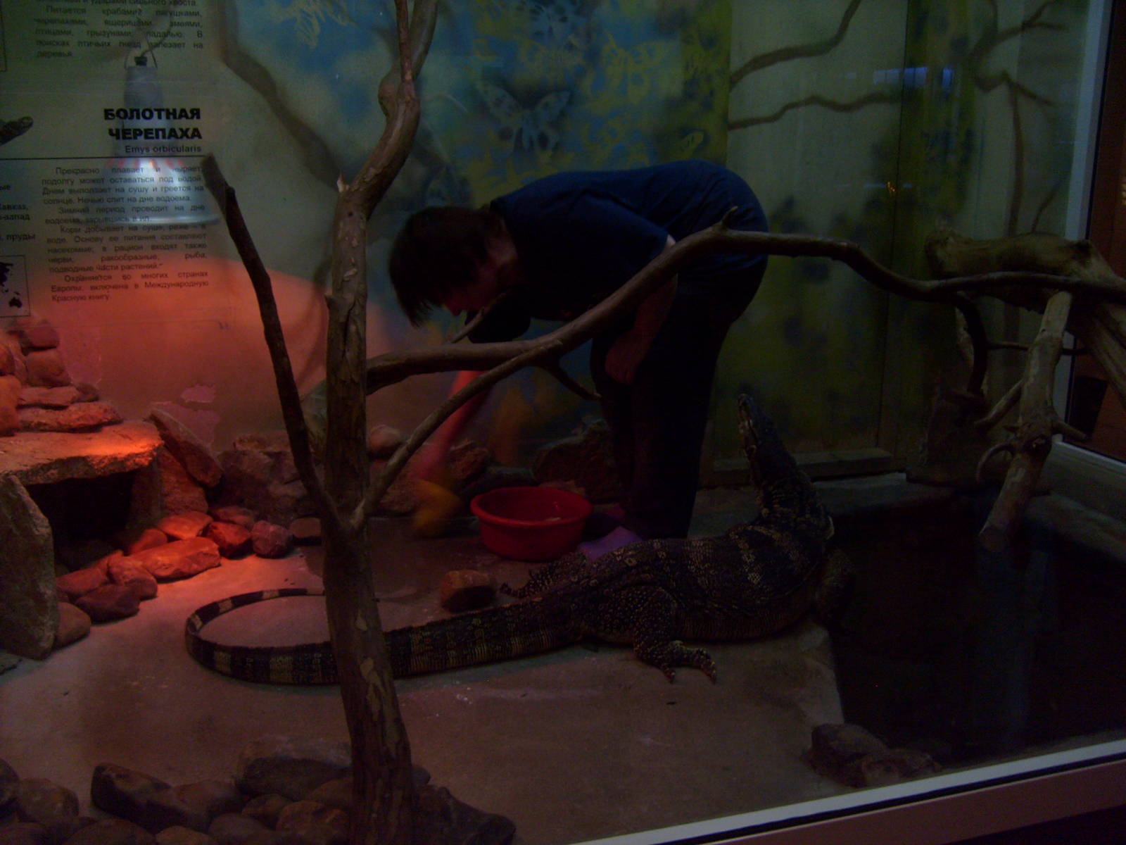 Water monitor and his live food