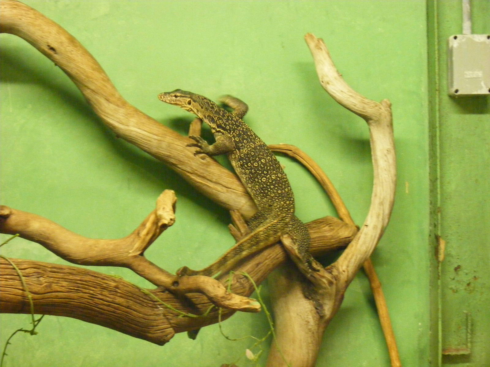 Water monitor at Eagle Heights, 10 September 2011