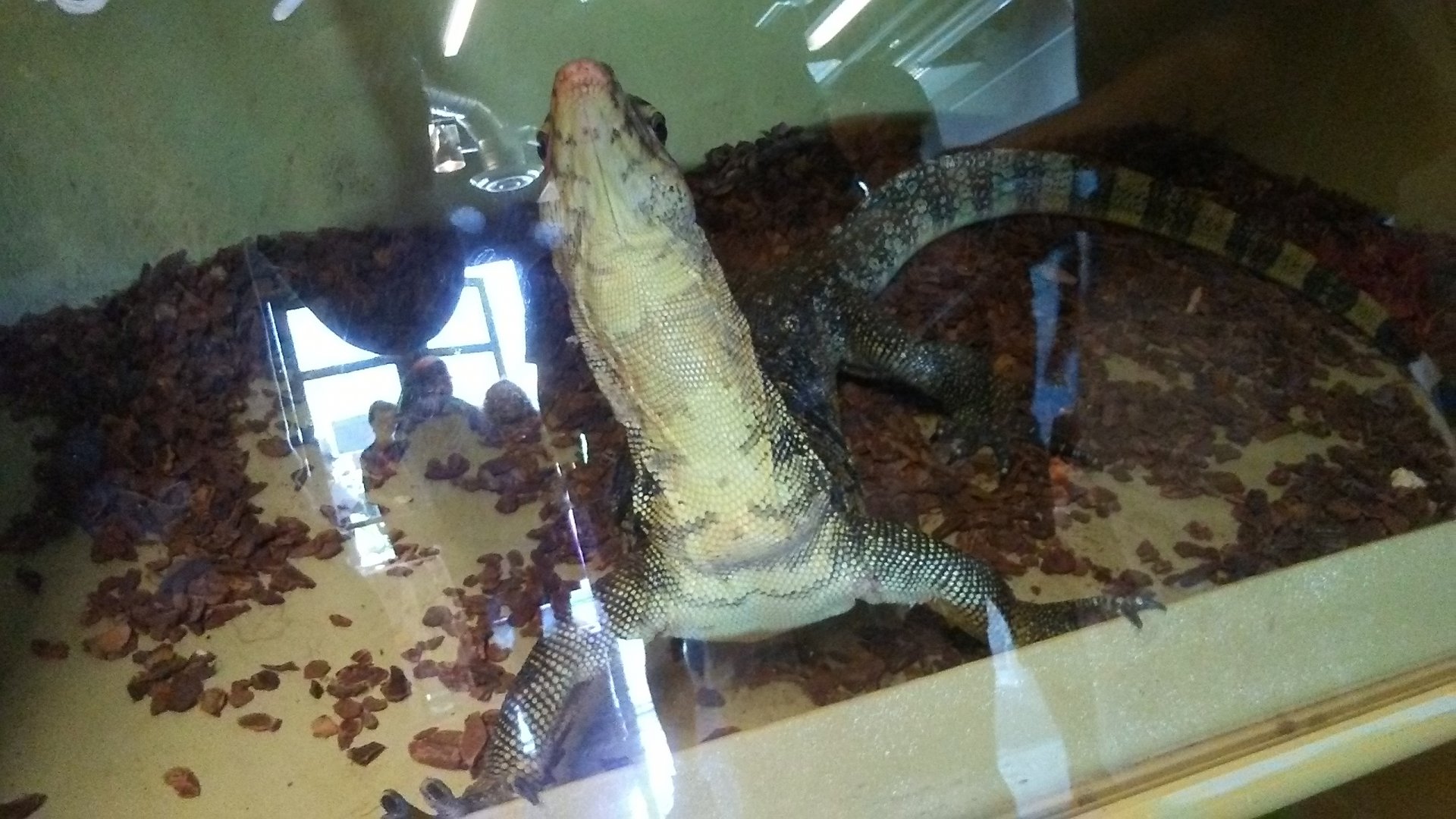 Water monitor at the "Intergalactic Expo"