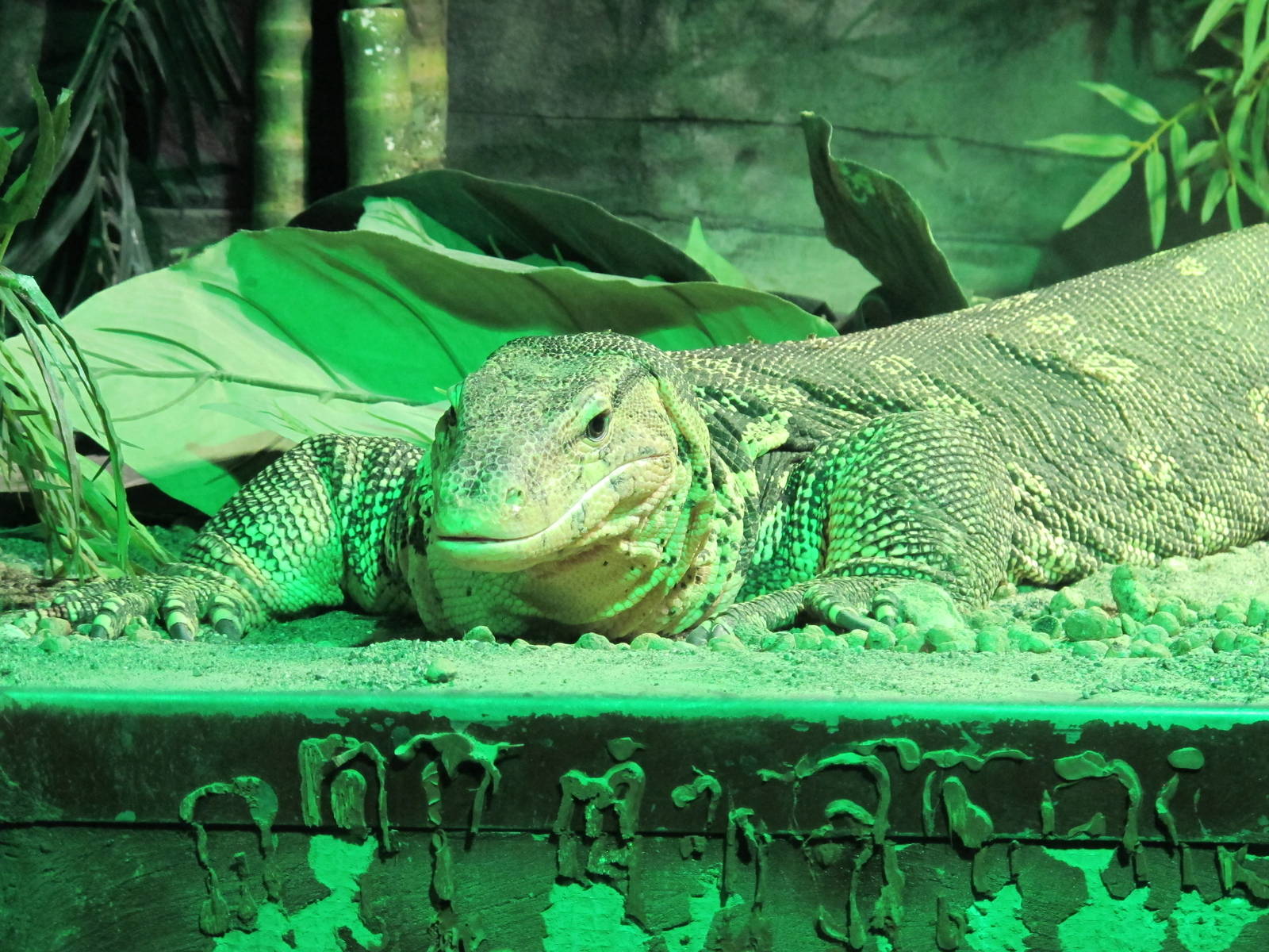 Water Monitor - Bergen Akvariet 2012