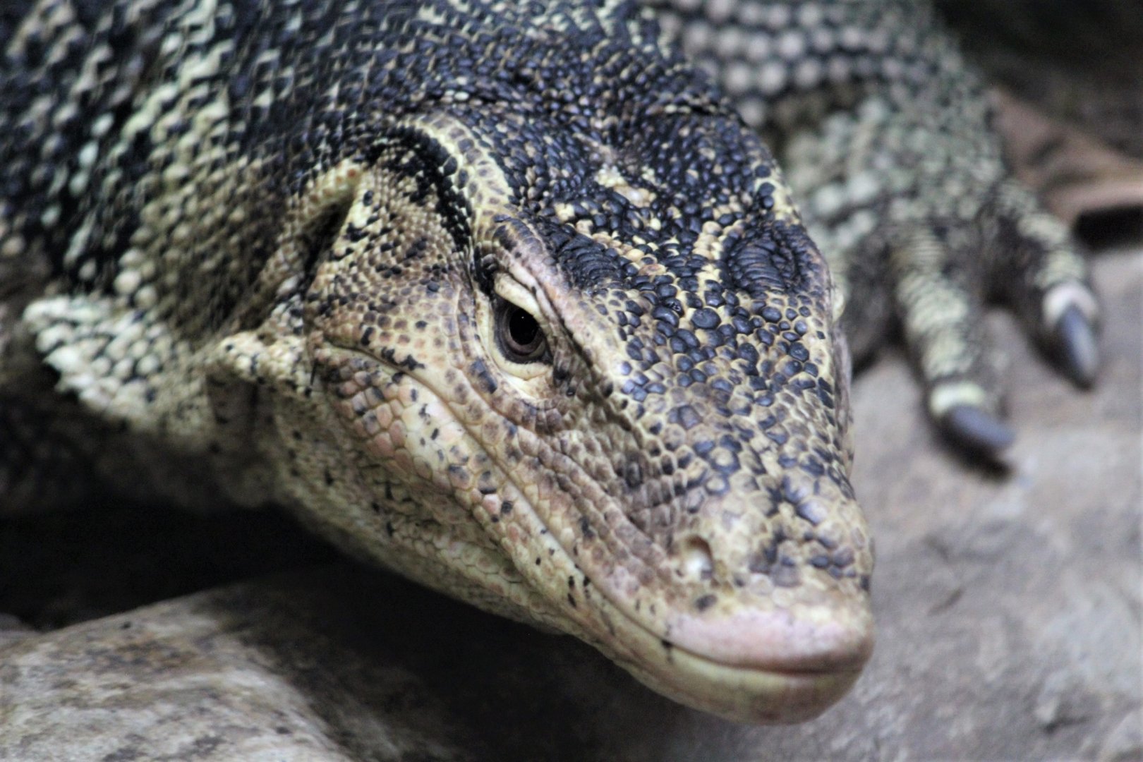 Water Monitor, Detroit Zoo
