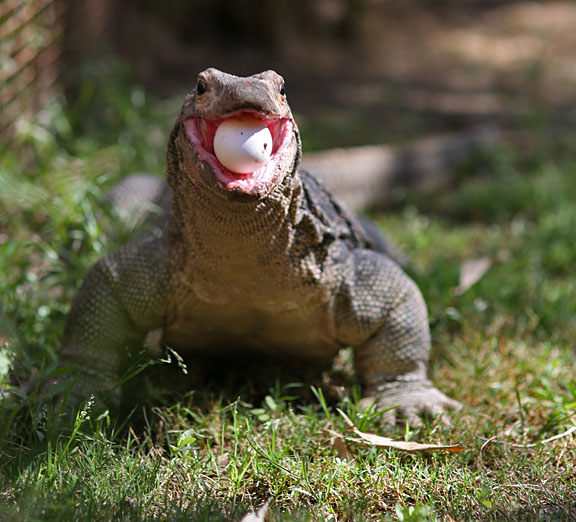 water monitor eating egg